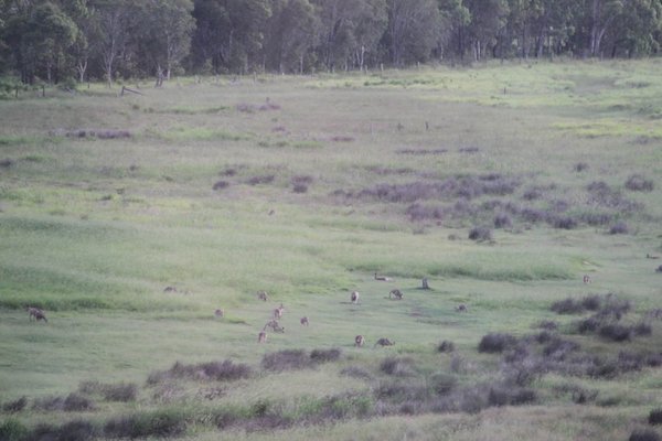 Hervey Bay - Kangaroos in the wild!