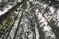 Fraser Island - Pine trees