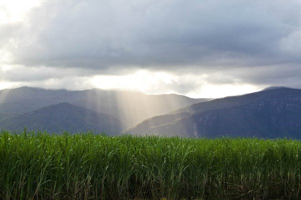 On the road to Townsville, amongst sugar cane fields