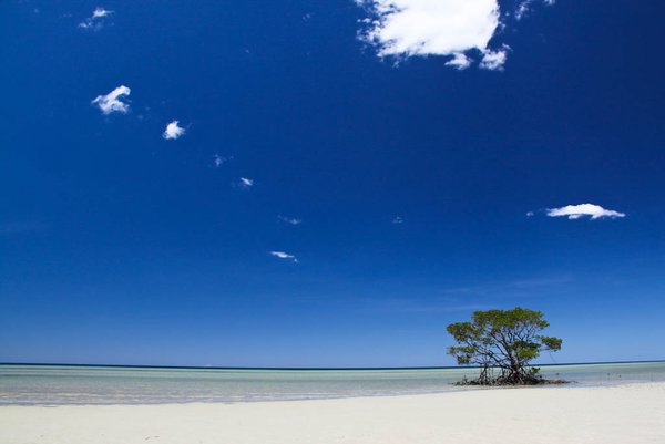 Lonely mangrove tree (Daintree National Park)