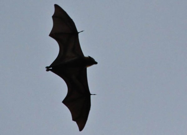 Sydney sunset bat