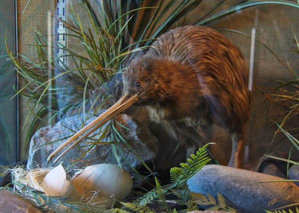 Kiwi Bird - New Zealand's national symbol