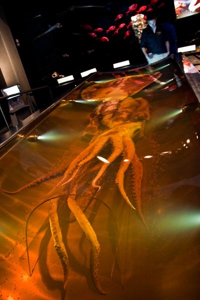 Colossal Squid – Wellington, New Zealand - Atlas Obscura