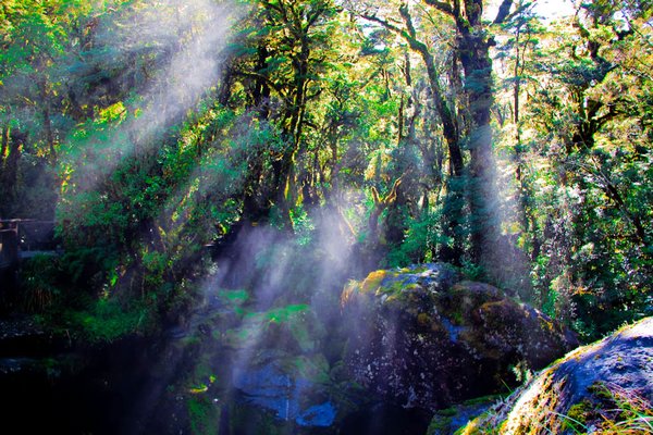 Milford Sound - sun rays through the forest on the chasm walk