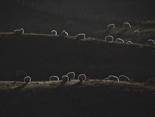 Otago Peninsula - sheep
