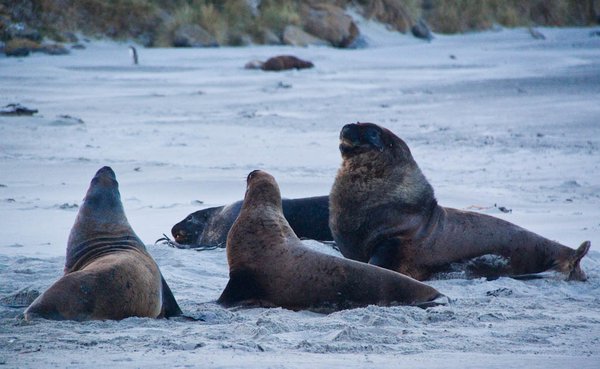 Otago Peninsula - sea lions