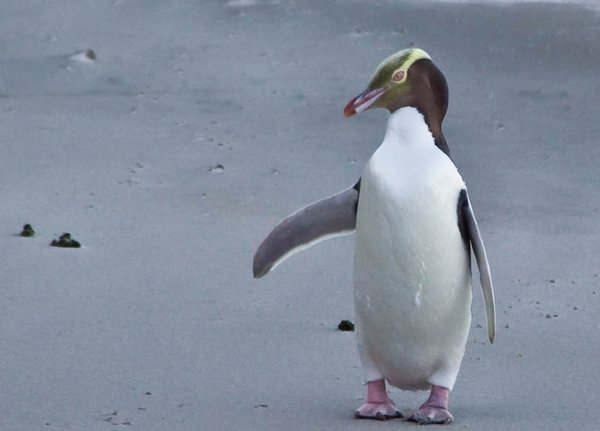 Otago Peninsula - yellow-eyed penguin