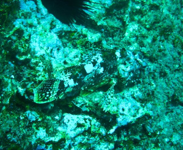 Poor Knights Islands - camouflaged scorpion fish