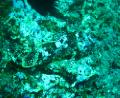 Poor Knights Islands - camouflaged scorpion fish