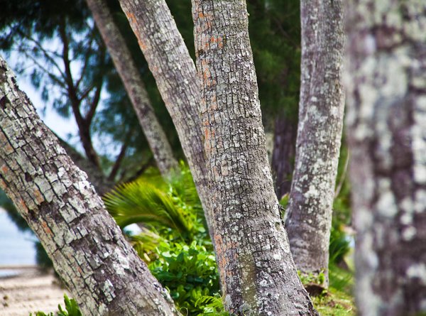 Rarotonga palm trees