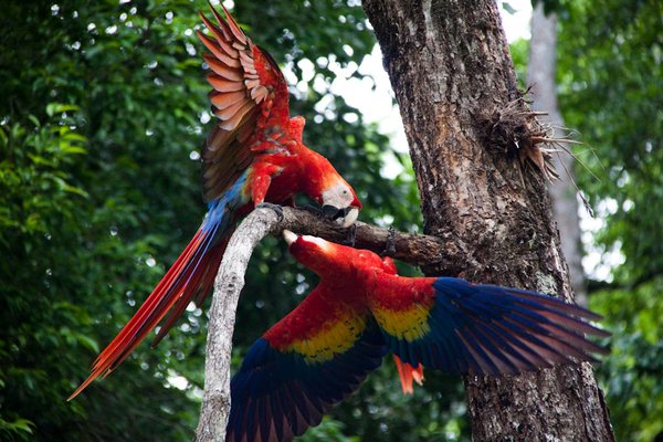 Scarlet Macaws at the Copan ruins