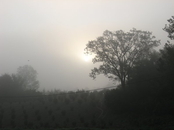 mit  Nebel am Morgen