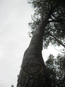 Herzbaum