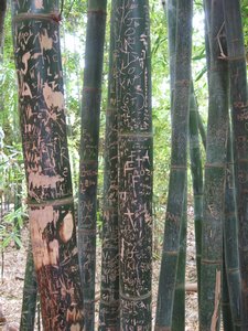 Bambus im Garten Majarelle