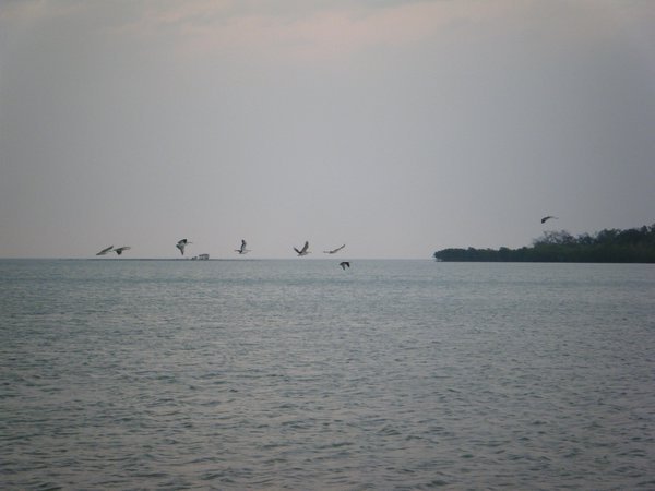 envoler de pelicans