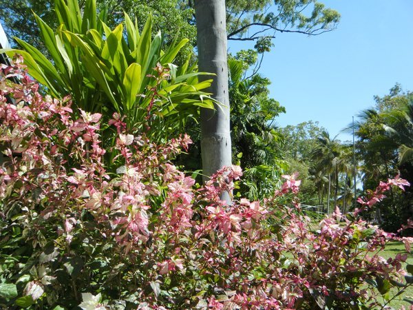 arbre d'hibiscus a feuille rose