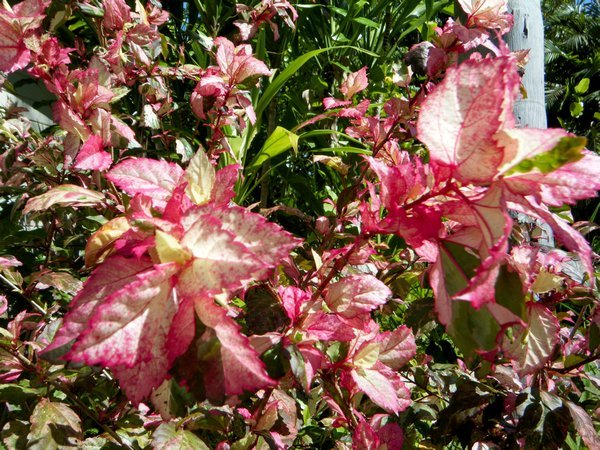 arbre d'hibiscus a feuille rose
