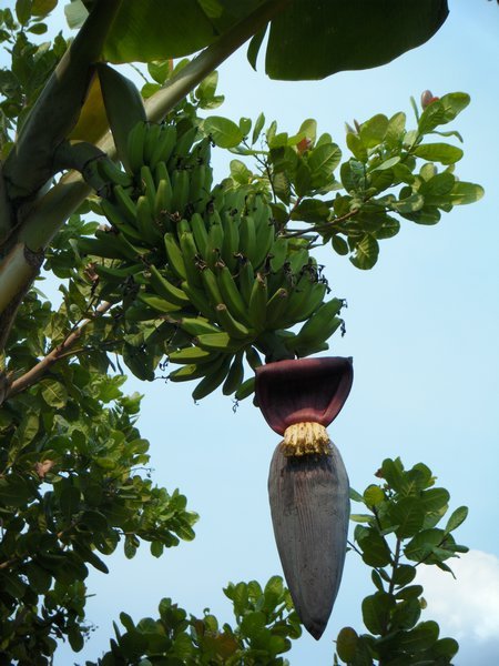 bananier