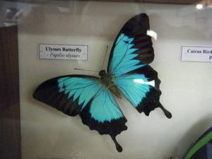 Ulysse butterfly