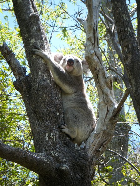 koala sur le chemin