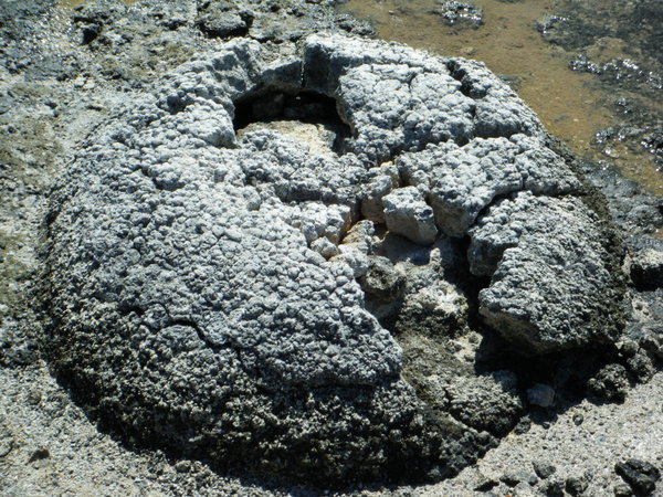 stromatolithe