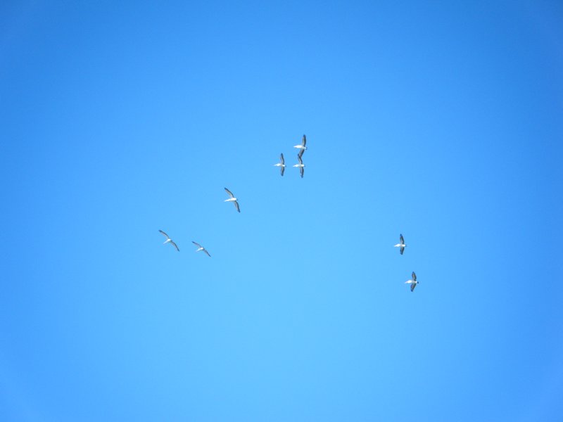 vol de pelican