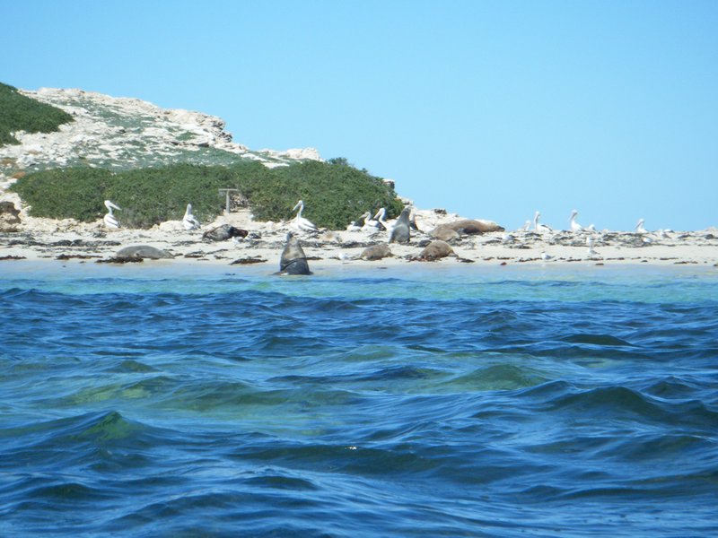 seal island