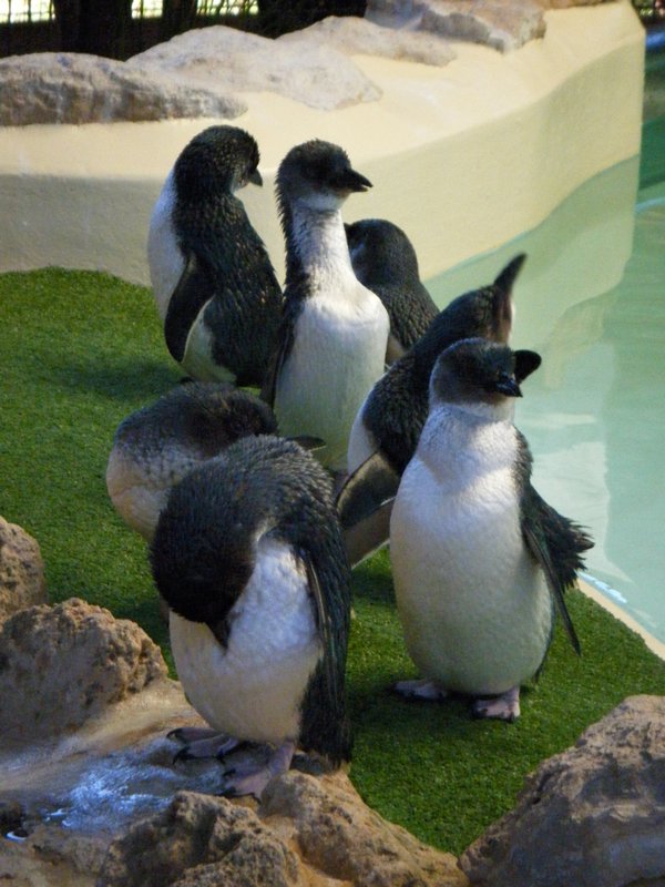 pinguin island