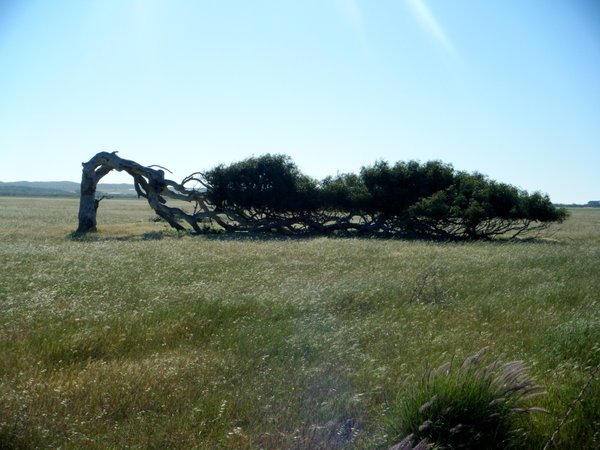 greenough tree