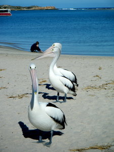 pelican feeding