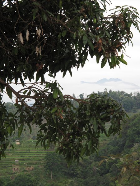 Rice and mountain