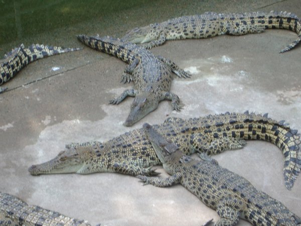 Crocodylus Park 