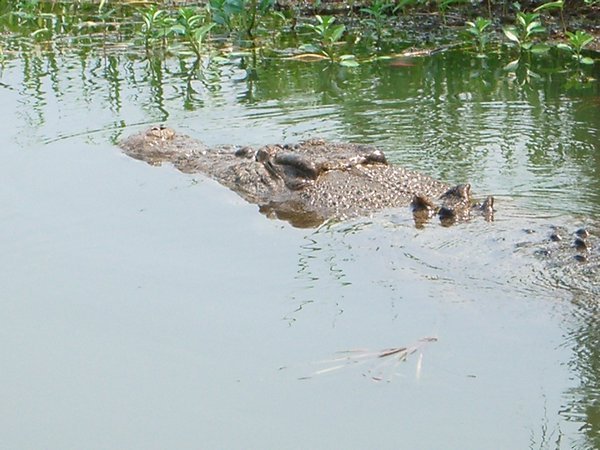 Croc on Kakadu cruise 