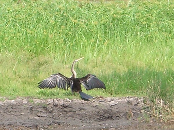 Bird in Kakadu
