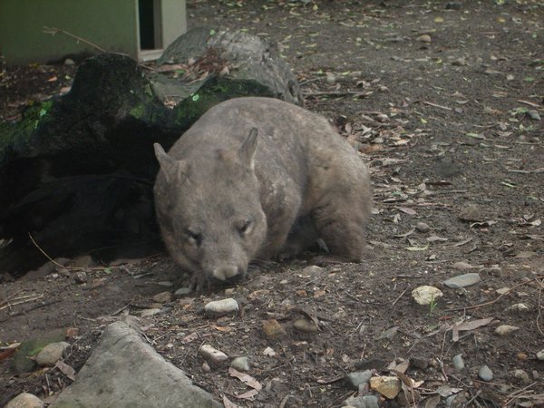 Wombat 