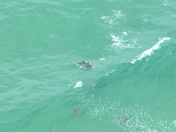 Dolphins at bottom of the cape cliff 