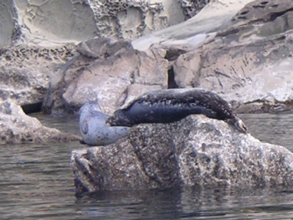 HArbour seal