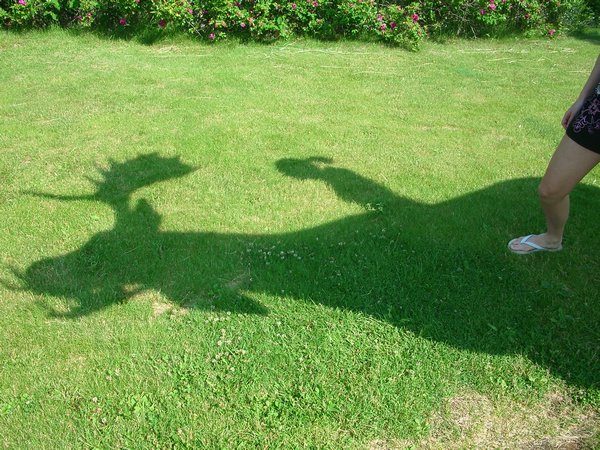 Rding the moose - shadow