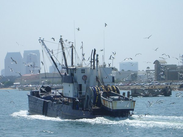 Fishing boat getting chased by sea gull 
