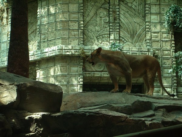 Lion in MGM Grand