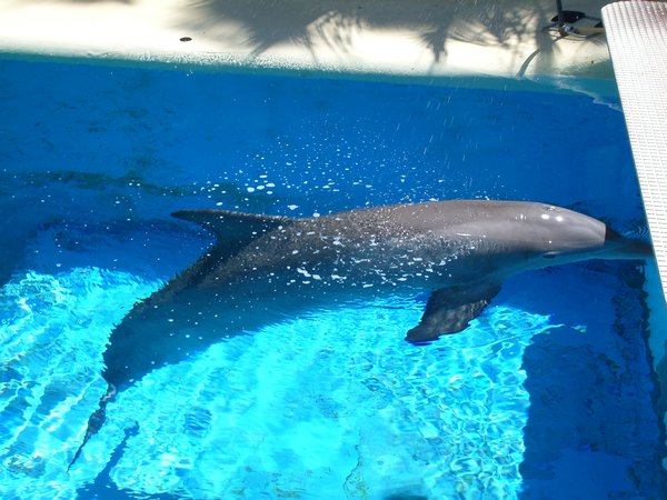 dolphin in the Mirage 