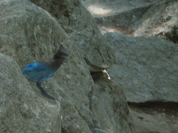 Bird in Yosemete National Park