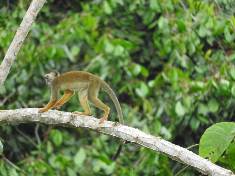 squirrel monkey from my bedroom 