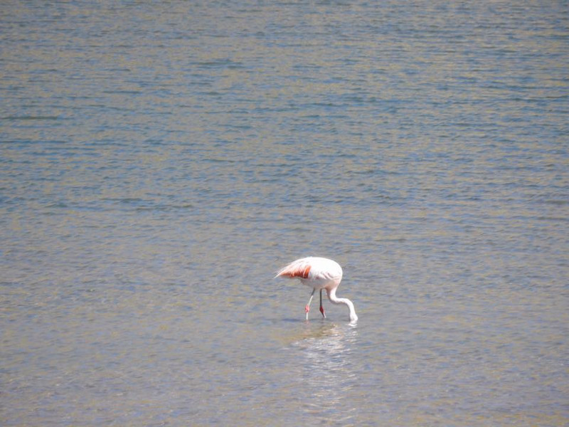 Flamingo we couldn't stop for photos 