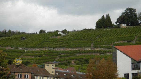 The vineyards of Esslingen.