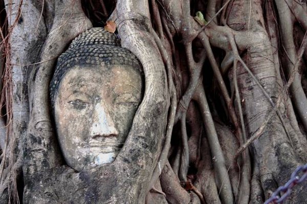 Buddha's head trapped inside the tree