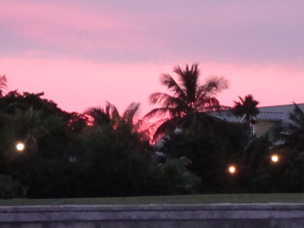palm trees in the sunset