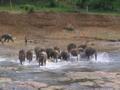 elephants at play