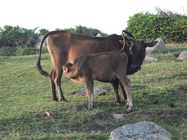 wild cows on Tap Mun