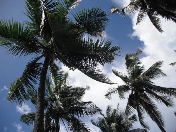 Palm trees at Malatapy